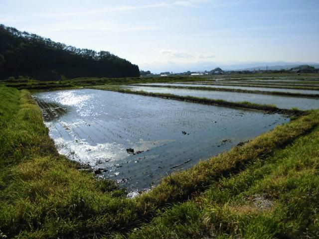 ★。★田植えが終りました・・・美蔵