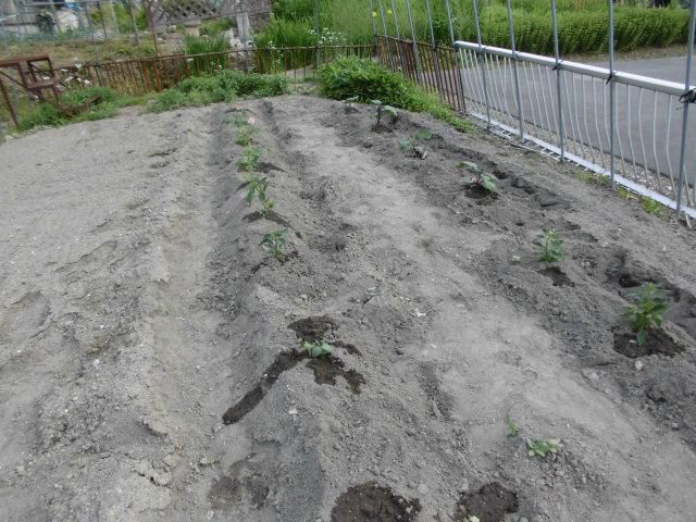 ★。★やっとこ野菜苗植えました・・・美蔵
