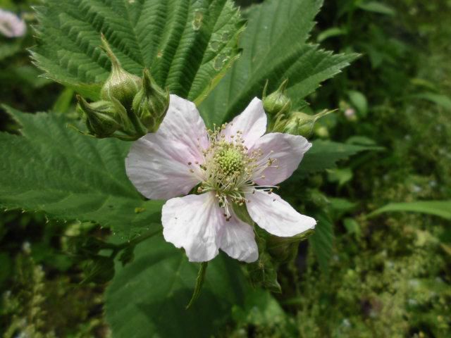 ★。★かわいいピンクの花は？？？・・・美蔵