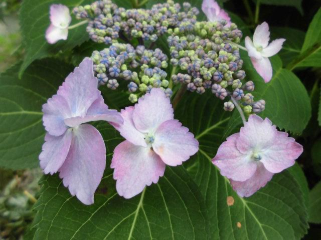 ★。★紫陽花がみごろですょ～・・・美蔵