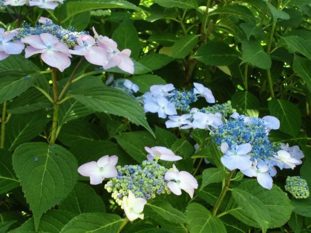 ★。★やっと、雨がおちつきました・・・美蔵