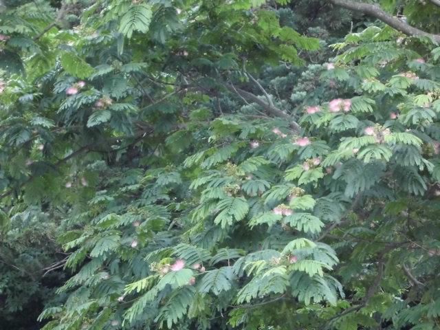 ★。★今、ねむの木の花が見ごろです・・・美蔵
