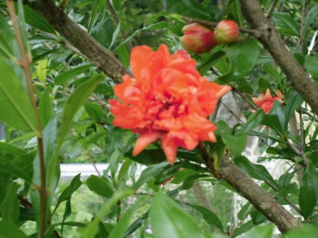 ★。★これは？花ざくろだったの・・・美蔵