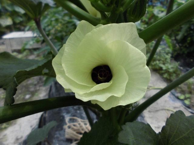 ★。★夏野菜がたっぷりの畑・・・美蔵