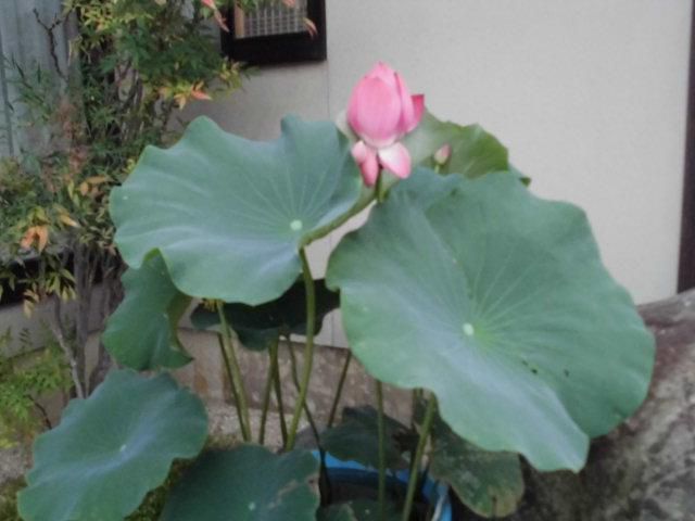 ★。★はすの花は・・・美蔵
