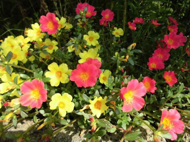 ★。★あっちけど！！負けないで咲いています・・・美蔵