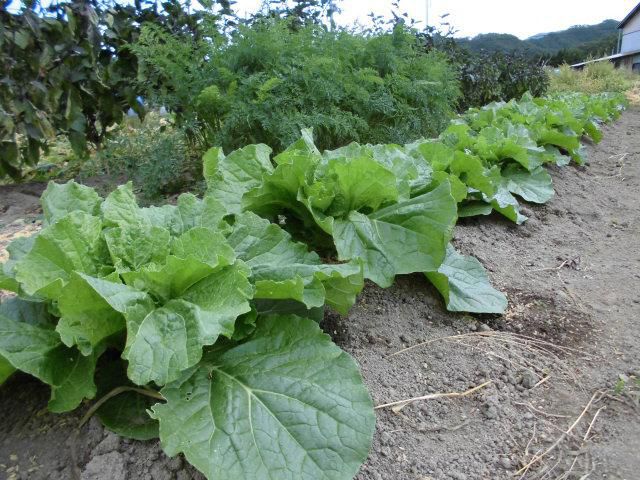 ★。★秋野菜がすくすく成長しております・・・美蔵