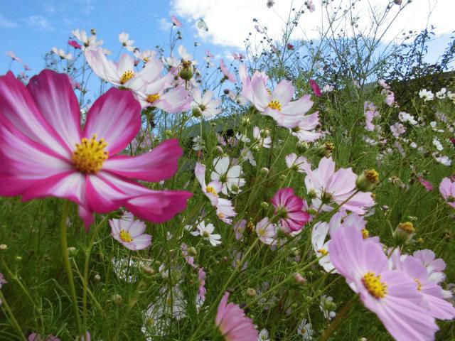 ★。★明日は、定休日です・・・美蔵