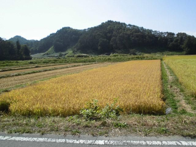 ★。★美蔵の田んぼも稲刈りがはじまりました・・・美蔵