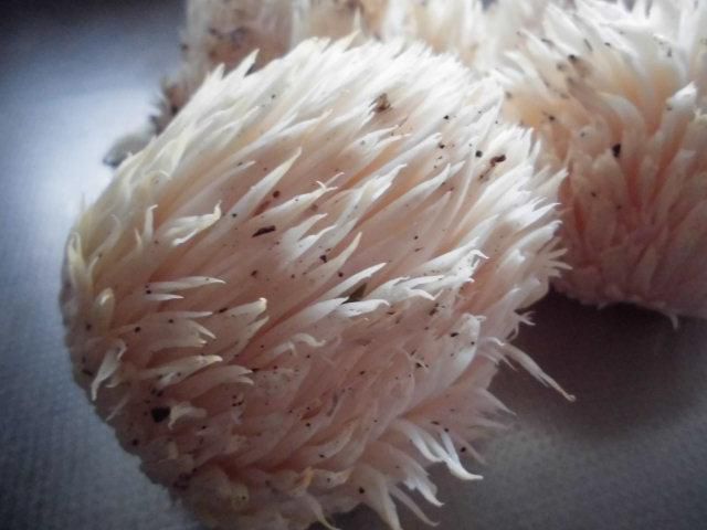 ★。★キノコの季節です・・・美蔵