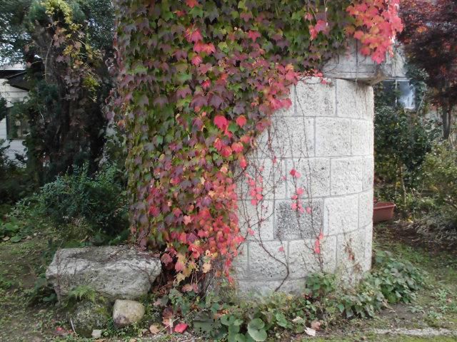 ★。★いい感じに紅葉してます・・・美蔵