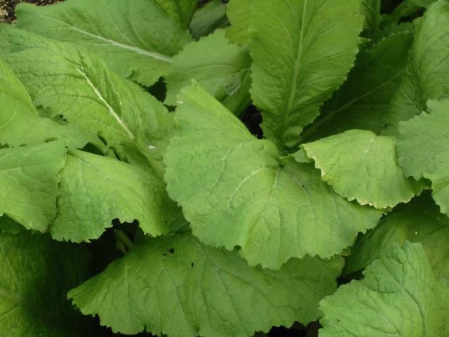 ★。★伝統野菜「津久茂高菜」が順調に育っております・・・美蔵