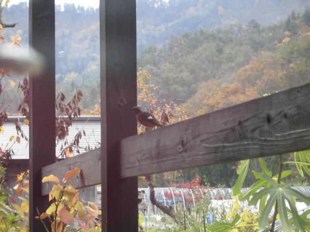 ★。★毎日、トントン遊びに来るのですが・・・美蔵