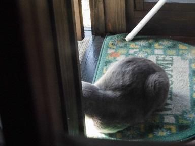 ★。★最近、勝手に店番している「お猫様」です・・・美蔵