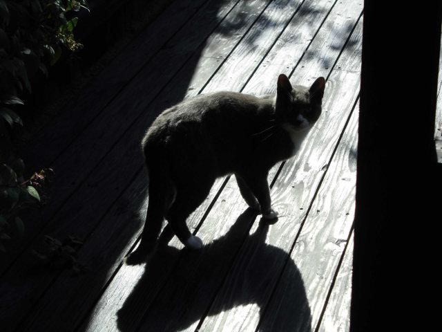★。★本日、美蔵の招き猫はお休みです？？？・・・美蔵