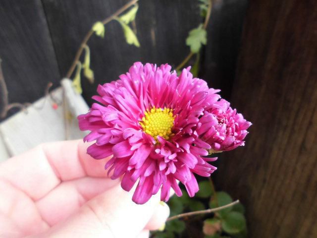 ★。★サラダ菊がさきました・・・美蔵