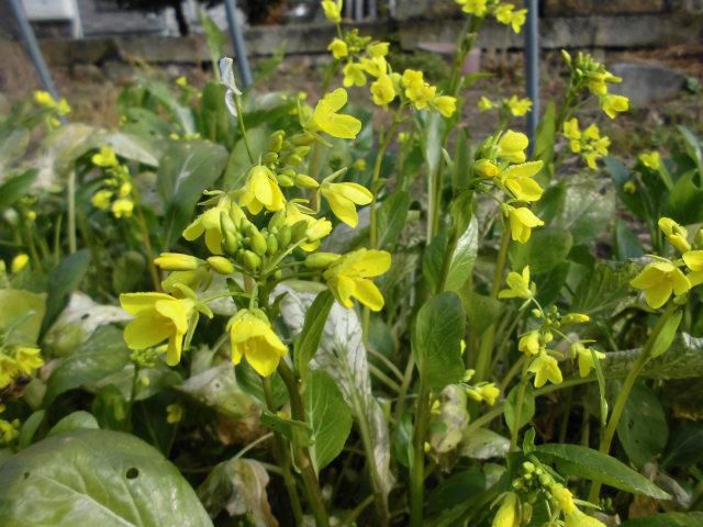 ★。★本日のテーブルの花は・・・美蔵