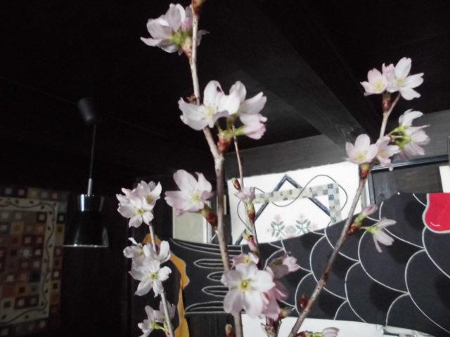★。★店内の「さくら」が満開です・・・美蔵
