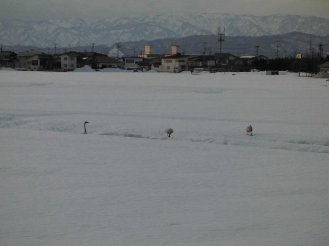 ★。★白鳥さんが毎日、増えてます？・・・美蔵