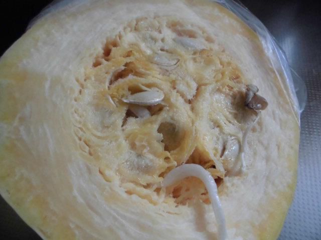★。★今頃ですが、そうめんかぼちゃが・・・美蔵