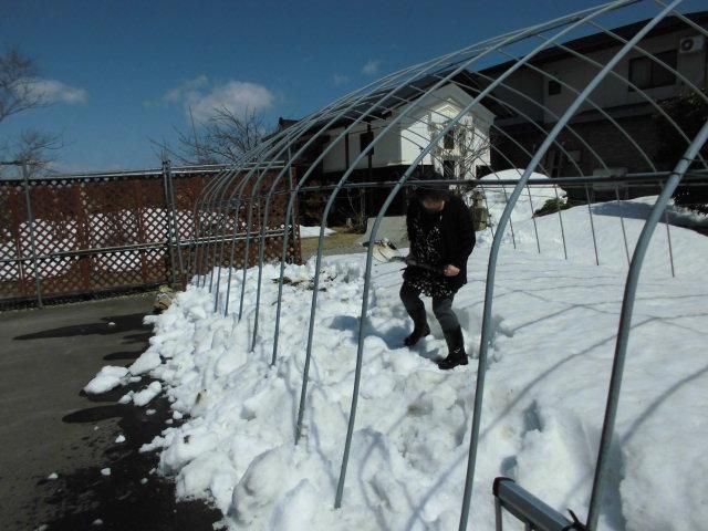 ★。★雪のした「だいこん」を掘ってみました・・・美蔵