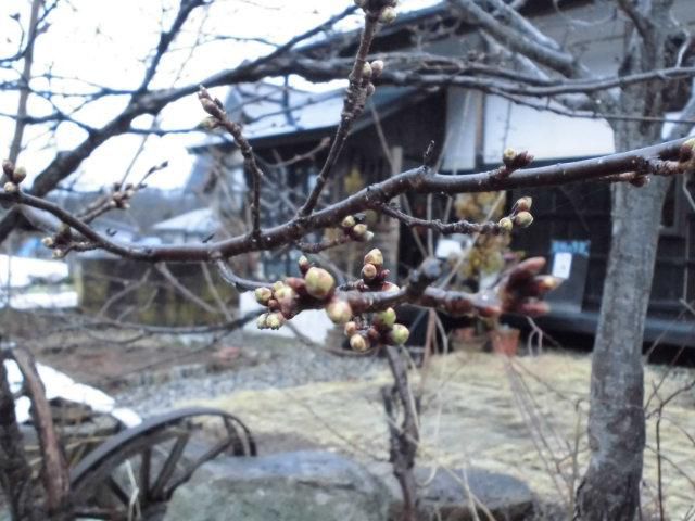 ★。★美蔵のさくら開花情報？・・・美蔵