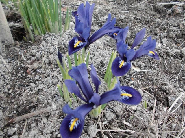 ★。★美蔵の庭の春１番の花が咲きました・・・美蔵