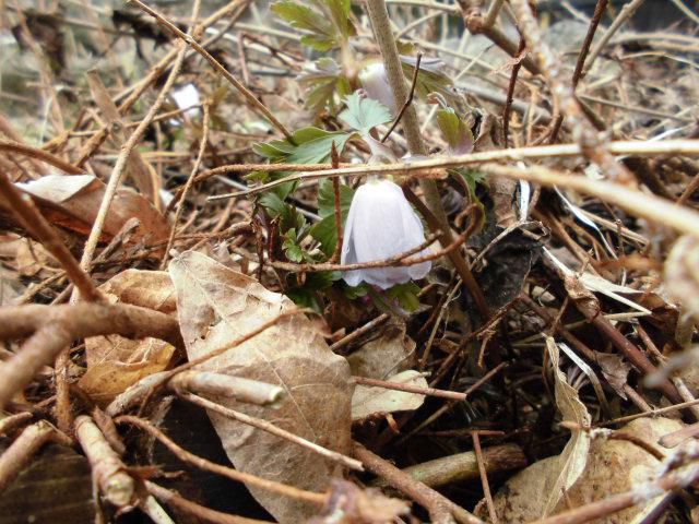 ★。★なだっけかな？この花は・・・美蔵