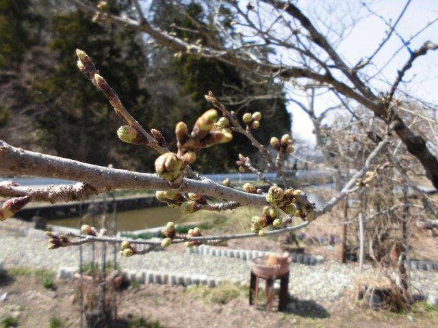 ★。★美蔵のさくらは・・・美蔵