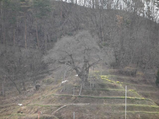 ★。★高畠の桜の開花は・・・美蔵