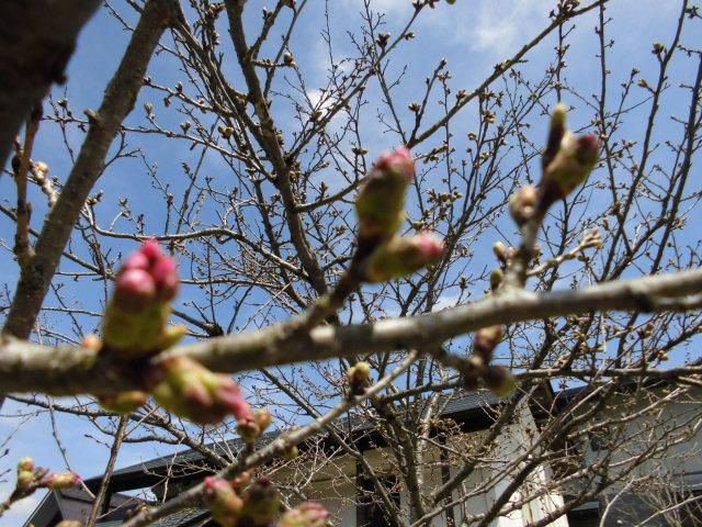 ★。★美蔵の桜が・・・美蔵