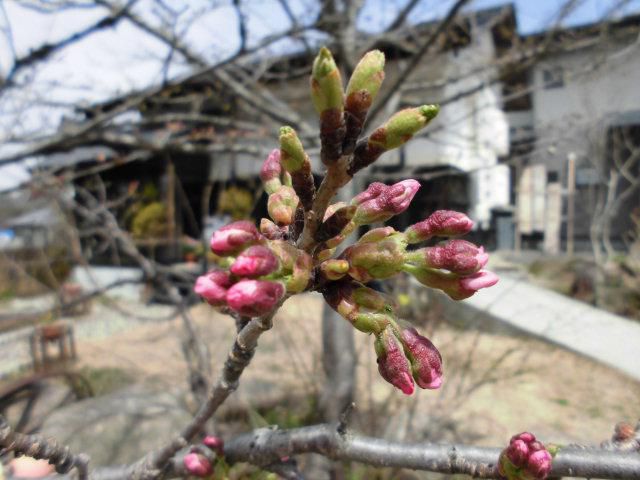 ★。★本日、開花予定日ですがまだです・・・美蔵