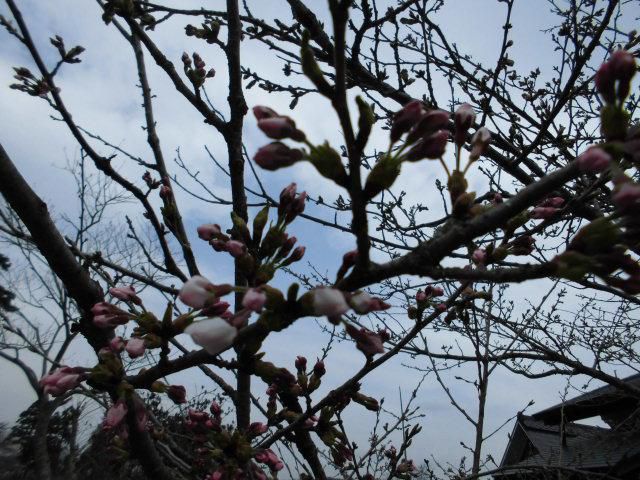 ★。★本日、桜が開花いたしまいた・・・美蔵