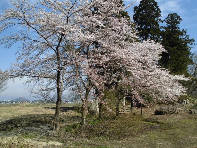 ★。★高畠の名所「猫の宮」の桜がきれいです・・・美蔵