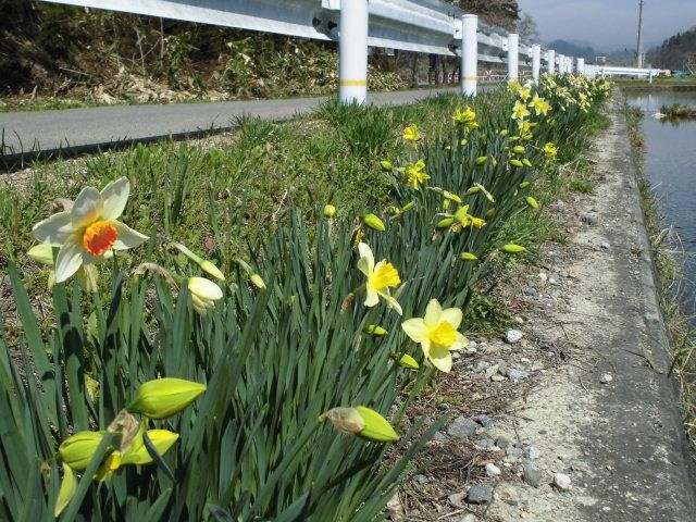 ★。★今、水仙が見ごろです・・・美蔵
