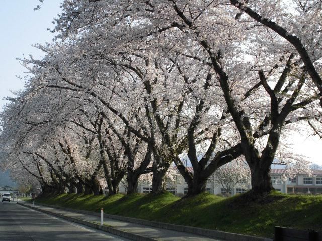 ★。★本日の高畠町の桜です・・・美蔵
