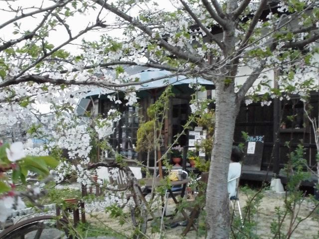 ★。★ちょと遅いですが「葉桜」鑑賞しました・・・美蔵