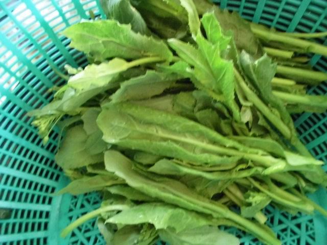 ★。★そろそろ「茎立ち」も終わりです・・・美蔵