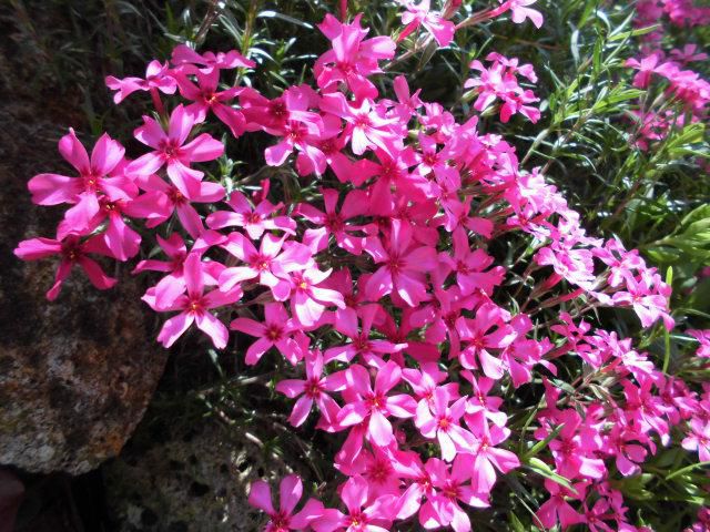 ★。★今年はいろんな花が早く咲いております・・・美蔵