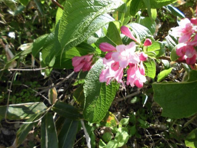★。★山には綺麗な花が咲いております・・・美蔵