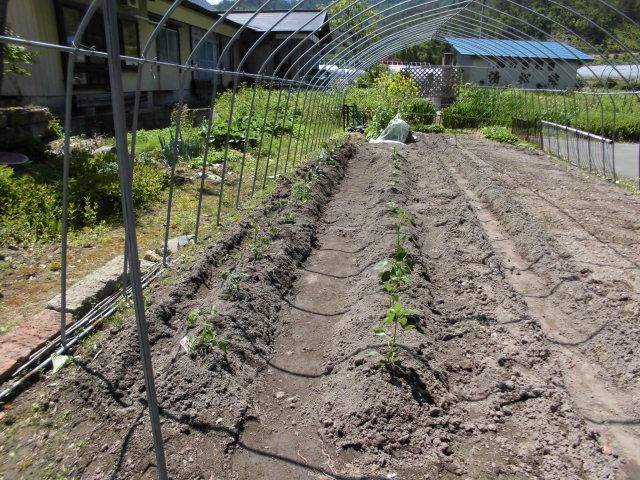 ★。★今日は、朝仕事は畑で野菜苗植え・・・美蔵
