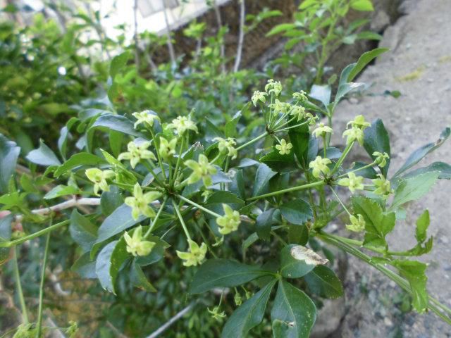 ★。★え~「うこぎの花」？？？・・・美蔵