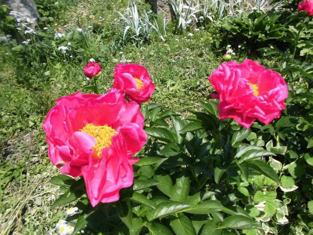 ★。★今、芍薬の花が見ごろです・・・美蔵