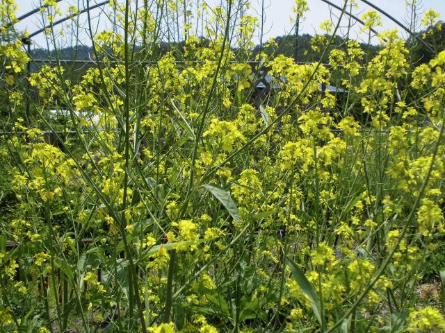 ★。★高畠の伝統野菜「津久茂高菜」の花が満開をすぎてます・・・美蔵