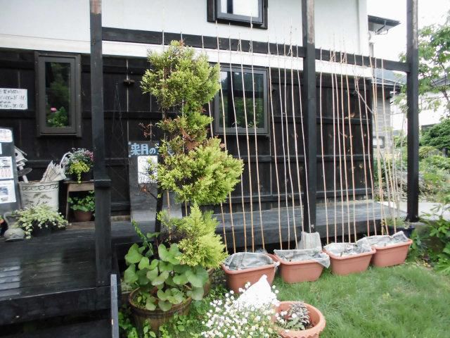 ★。★でた・でた・芽がでた！！・・・美蔵