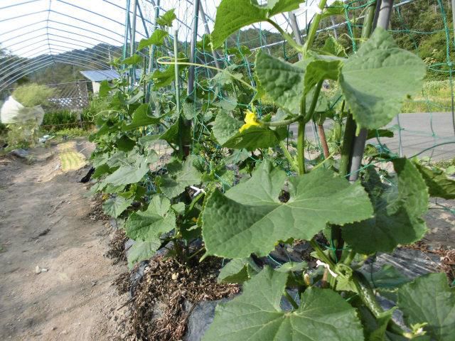 ★。★きゅうりの花が咲いております・・・美蔵
