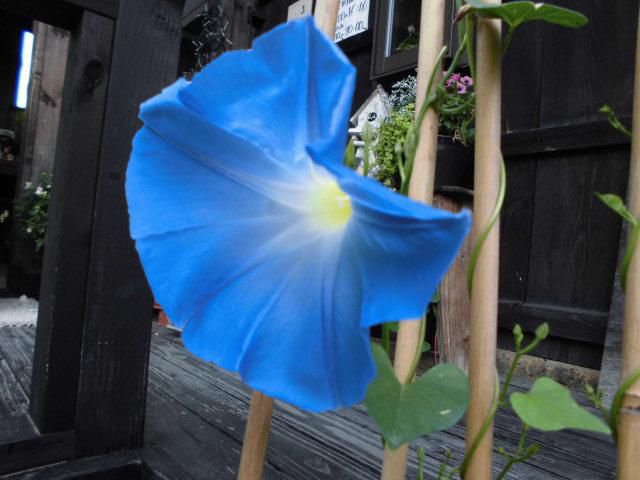 ★。★「天上の蒼」が１つ咲きました・・・美蔵