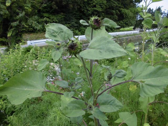 ★。★順調に枝咲きになっております・・・美蔵