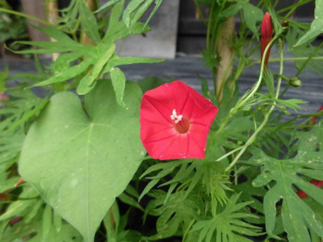 ★。★グリーンカーテンが開花しました・・・美蔵