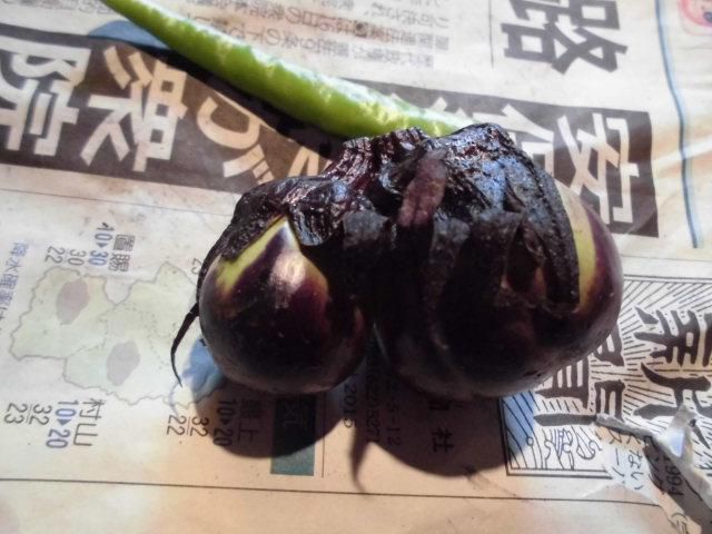 ★。★双子ちゃん？？？・・・美蔵
